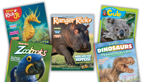 national wildlife magazine covers